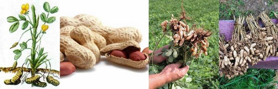 Как правильно посадить и вырастить арахис на даче?