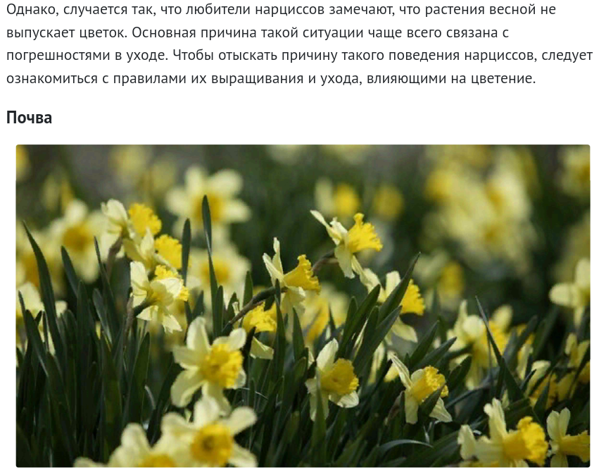 Нарциссы не цветут что делать. Нарцисс презентация. Нарцисс цветок презентация. Нарциссы не цветут. Нарциссы бутоны не раскрывшиеся.