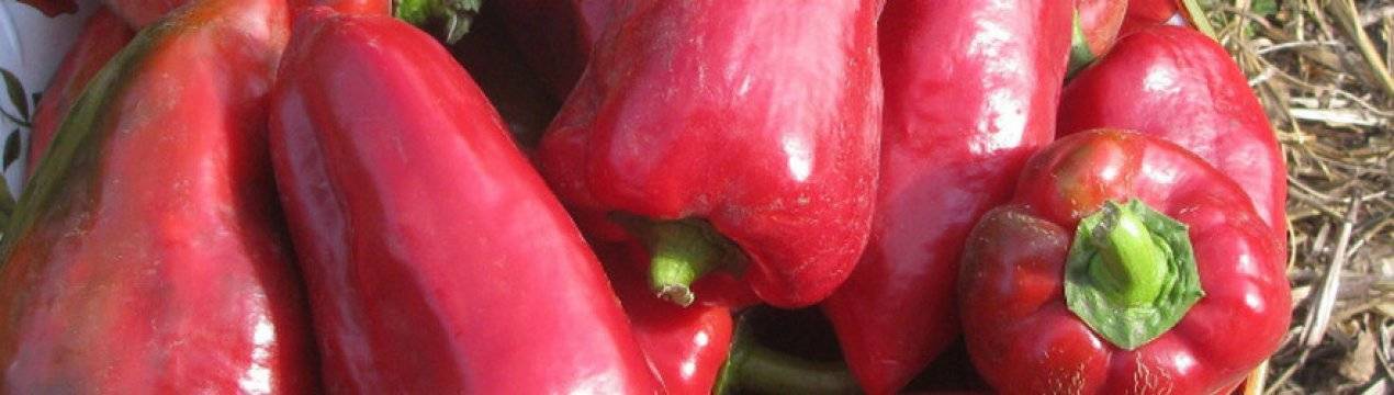 Перец "красный бык": характеристика и описание сорта, особенности выращивания