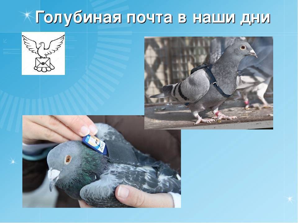 Голубиная почта как работает, полет почтового голубя (фото и видео)