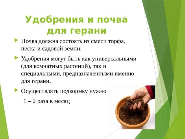 Герань комнатная: как выбрать правильную землю