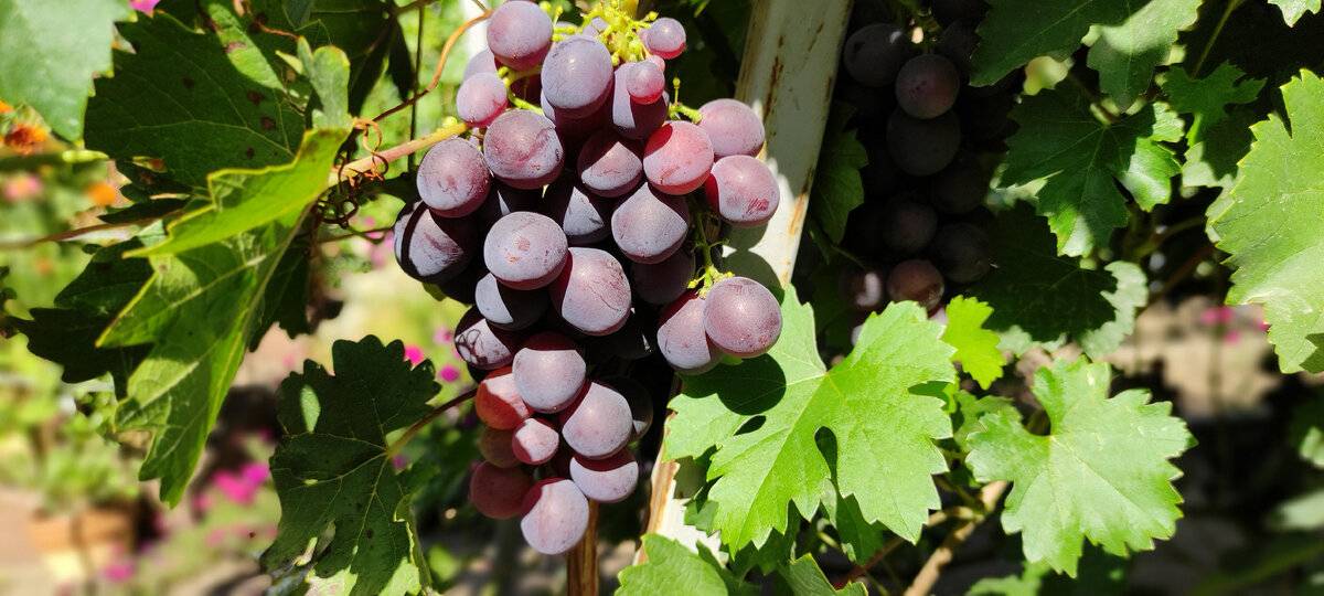 Кинельский виноград калашниковы. кинельский виноград — лучшие сорта. сортовые признаки и плоды