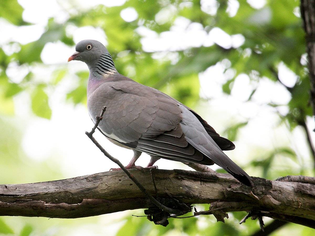 Дикий голубь (вяхирь, горлица, лесной) - фото и описание, где живут