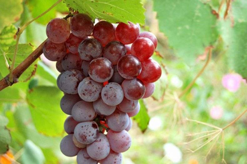 Виноград лидия- описание сорта и его особенности