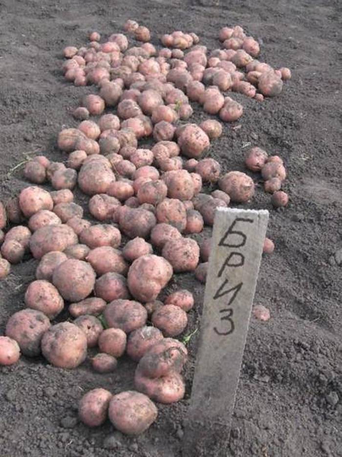 Описание картофеля бриз, характеристика сорта, отзывы