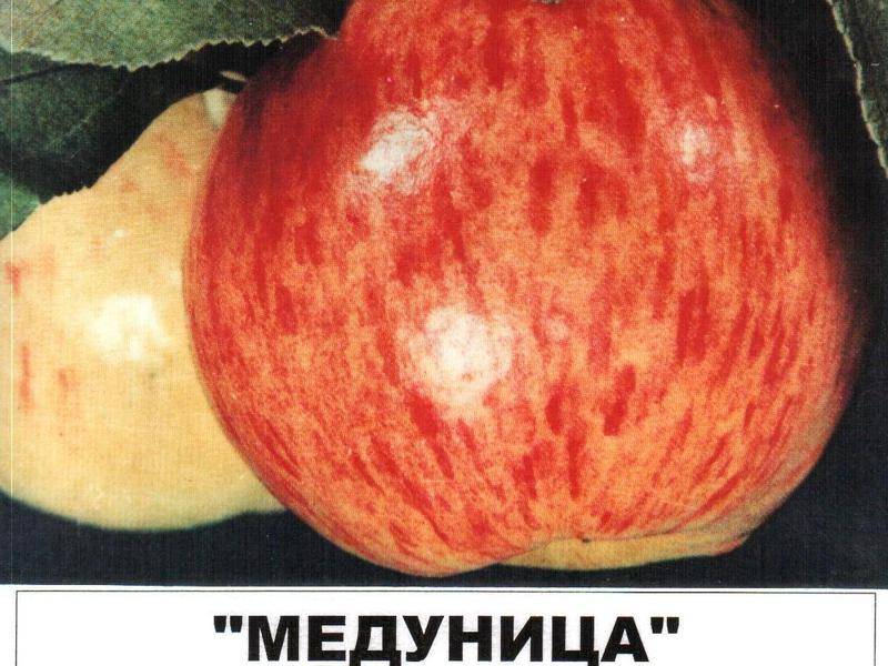 ✅ яблоня медуница: описание зимнего и летнего сорта - сад62.рф