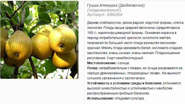 Груша дюймовочка: описание сорта, фото, отзывы, опылители