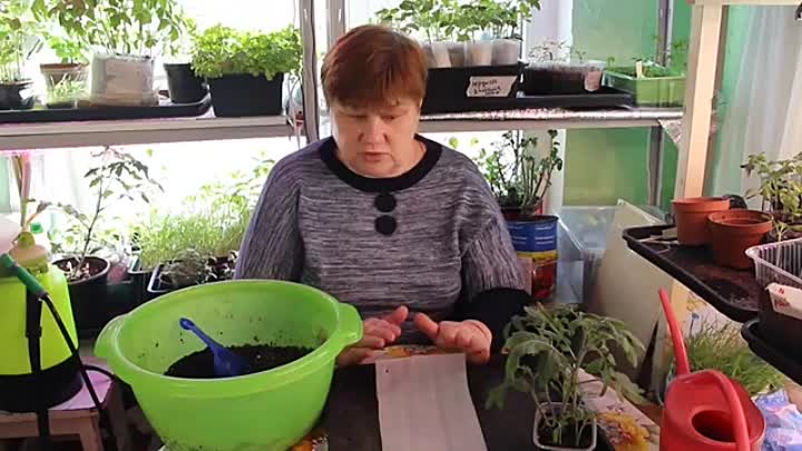Выращивание рассады томатов в пеленках