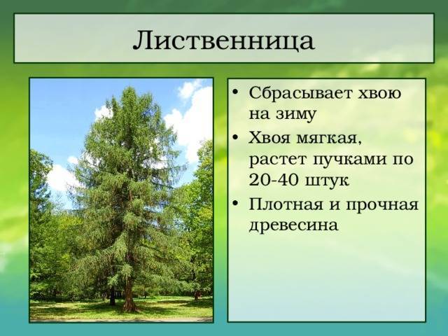 Лиственница - это лиственное или хвойное дерево? особенности и описание