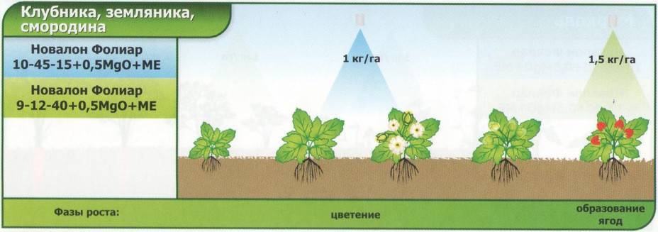 Удобрение плантафол для клубники, винограда: состав и инструкция по применению для ягод, овощей