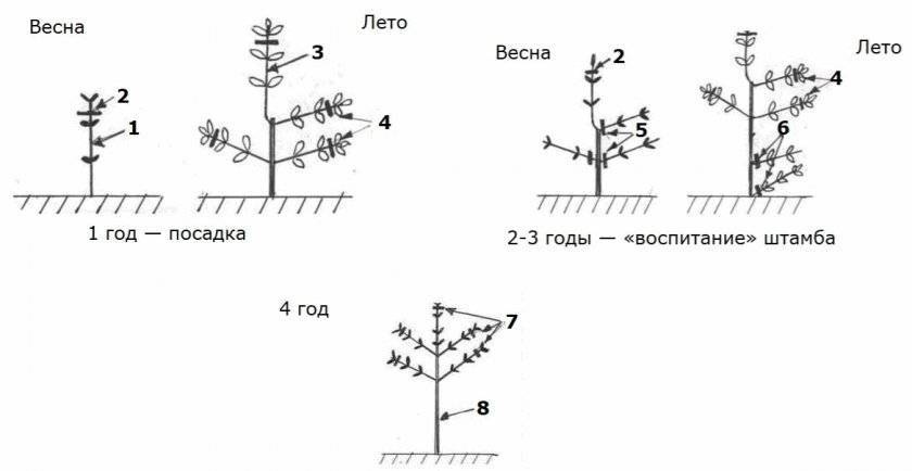 Обрезка гортензии весной древовидной схема