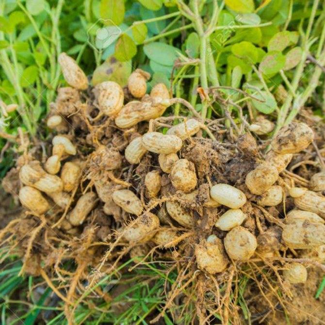 Как растет арахис в природе: пошаговое фото, где растет в россии