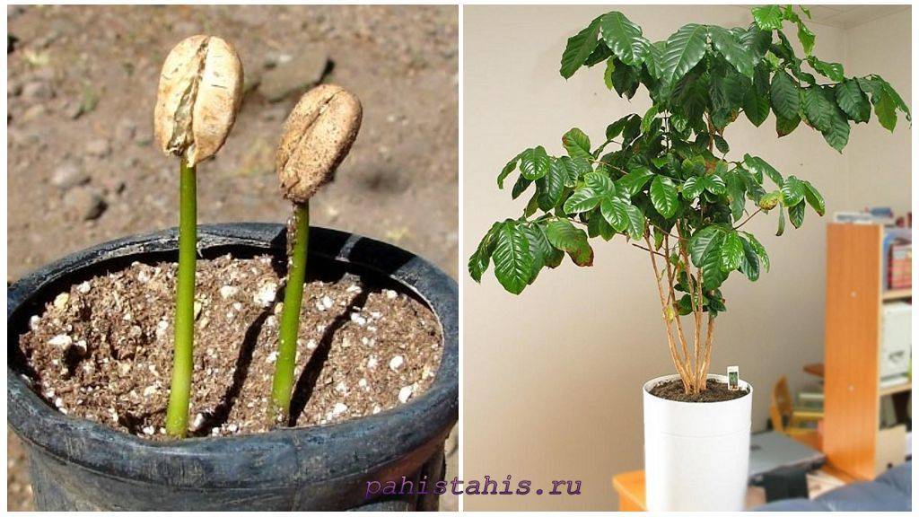 Как вырастить кофейное дерево дома. уход за кофейным деревом в домашних условиях