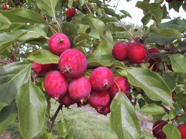 Описание сорта яблони китайка керр: фото яблок, важные характеристики, урожайность с дерева