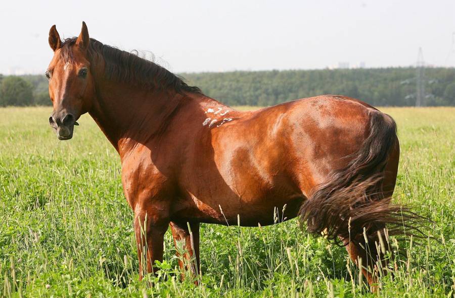 Донская лошадь. описание с фото и видео
