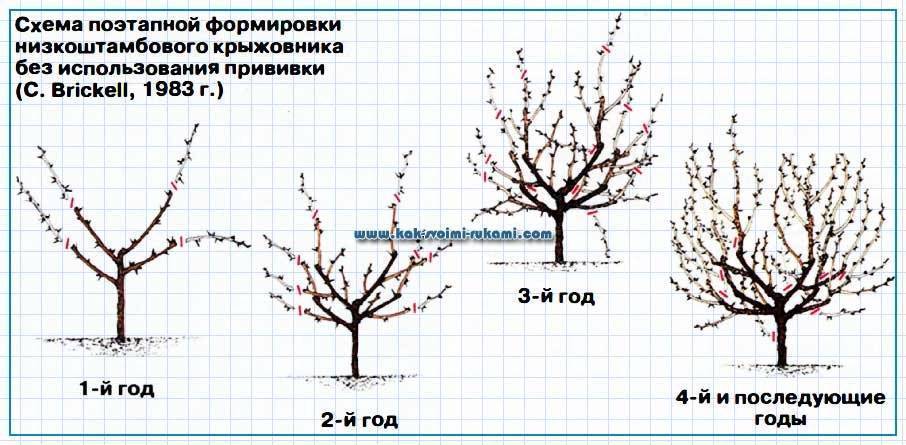 Штамбовая смородина как вырастить пошагово с фото