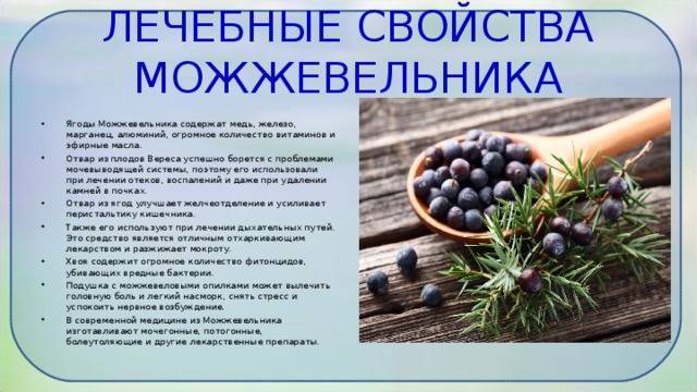 Можжевельник фото и описание полезные свойства