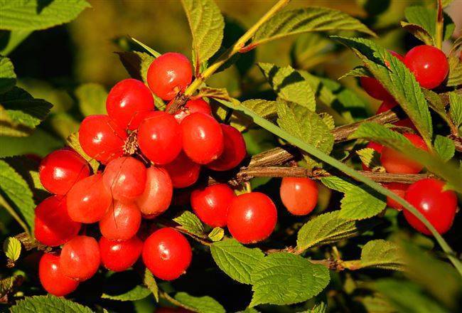 Войлочные вишни — лучшие сорта и правила выращивания