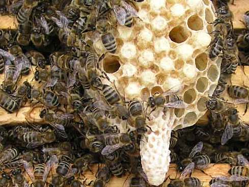 Пчелиная матка – описание, как выглядит, виды и способы разведения