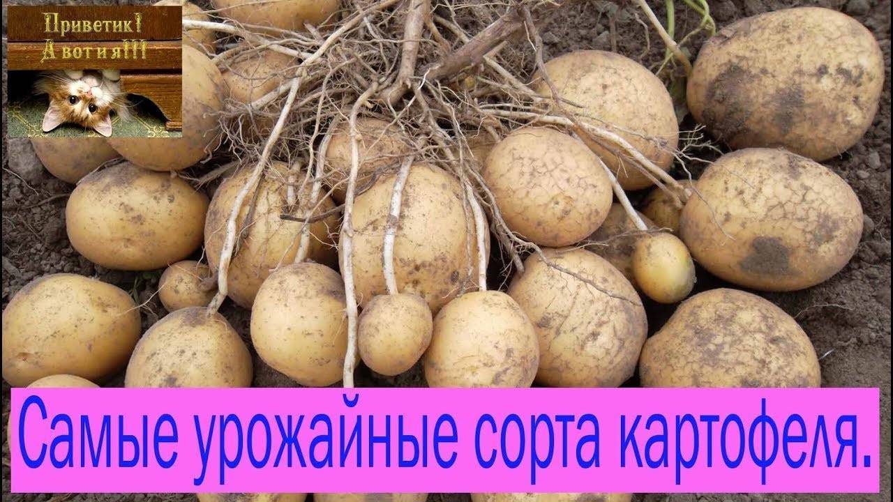 Картофель сынок описание и фото