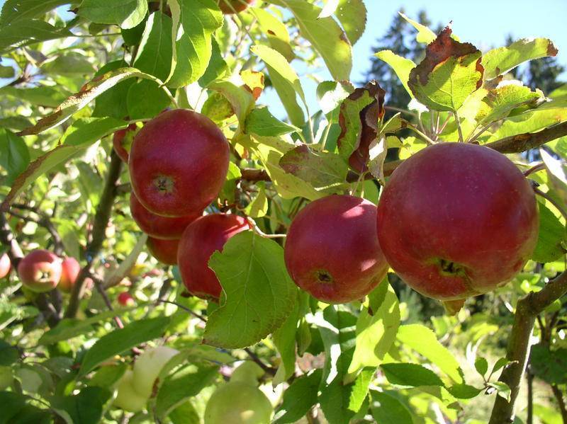 Раннелетняя яблоня малиновка (суйслепское): описание, фото