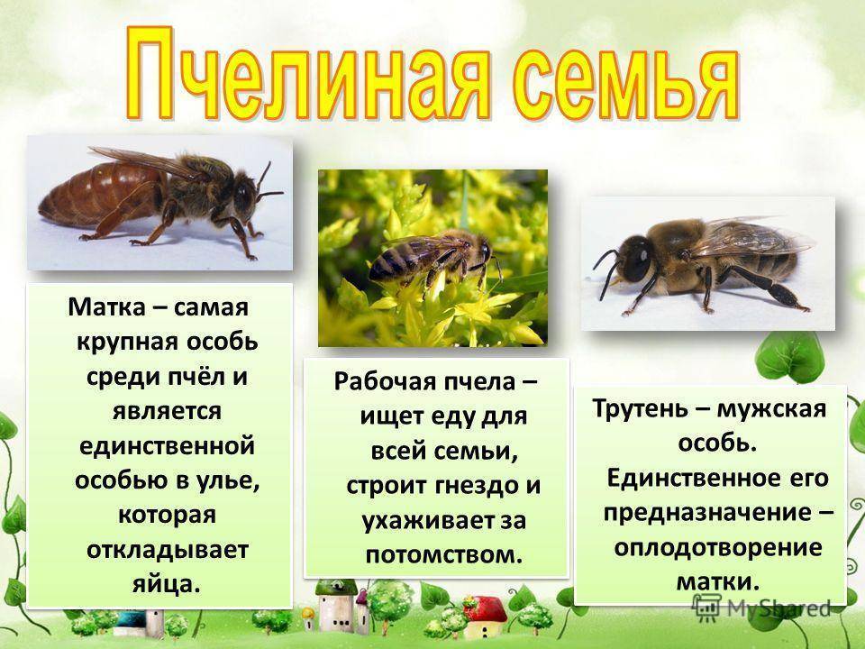 Интересные факты о пчелах и пчелиной семье