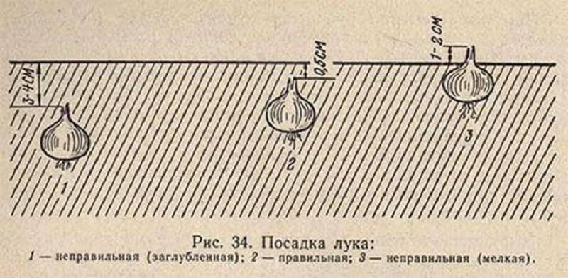 Схема посадки севка весной на репку