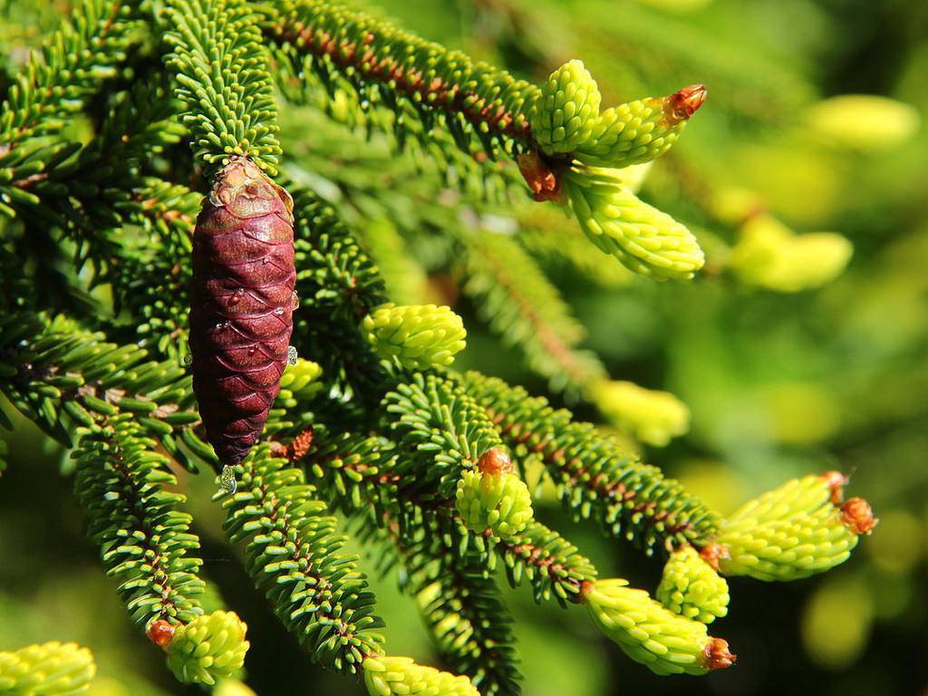 Ель восточная aureospicata