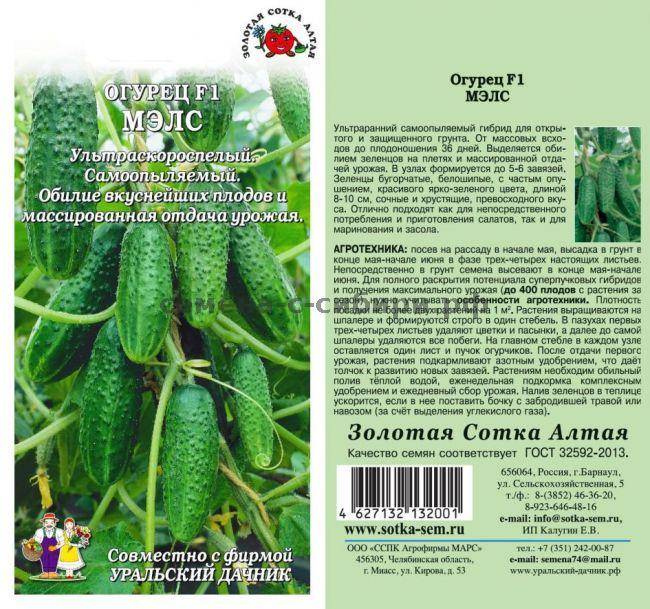 Огурцы семена лучшие самоопыляемые длительного плодоношения