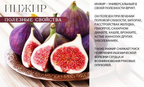 Инжир: полезные свойства и вред для организма, калорийность, бжу