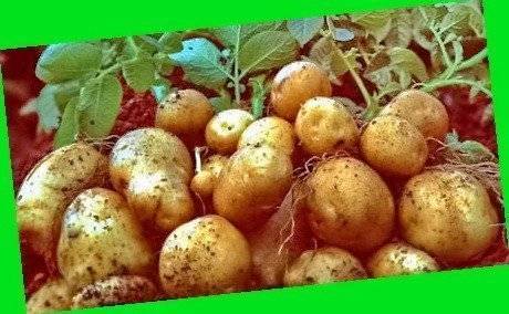 Выращивание картофеля сорта сынок