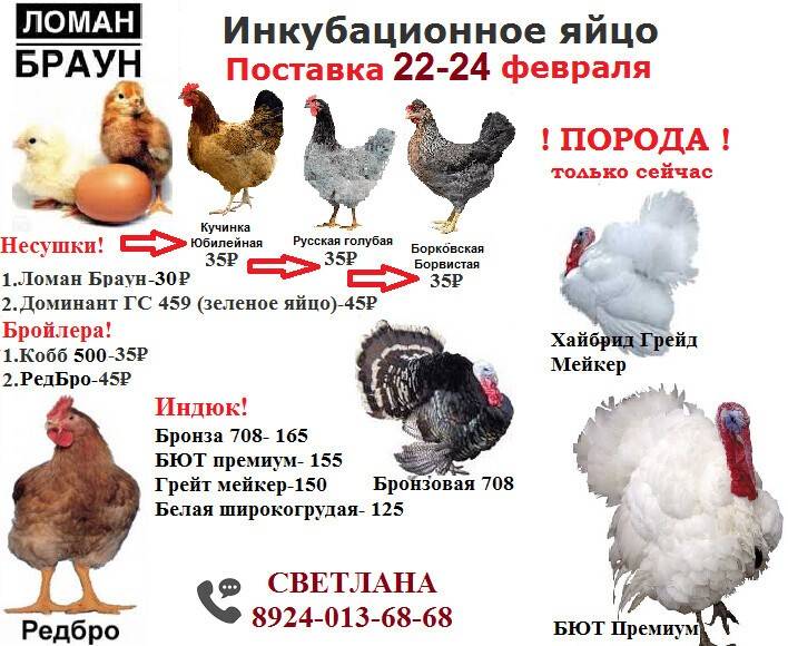 Цветной бройлер: описание породы tetra hb из венгрии, sassa (фото)
