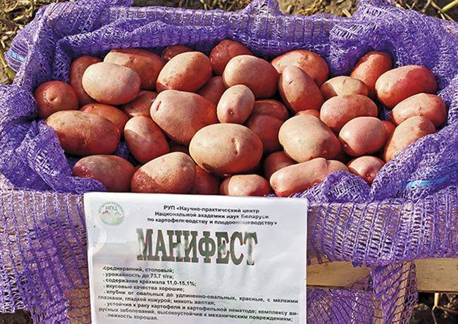 Картофель вектор: описание сорта, фото, отзывы