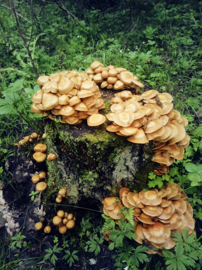 Какие съедобные грибы растут в ленинградской области: названия, фото и описание