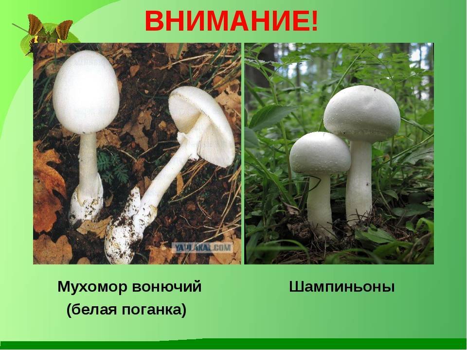 Самый ядовитый гриб в мире. обзор опасных грибочков
