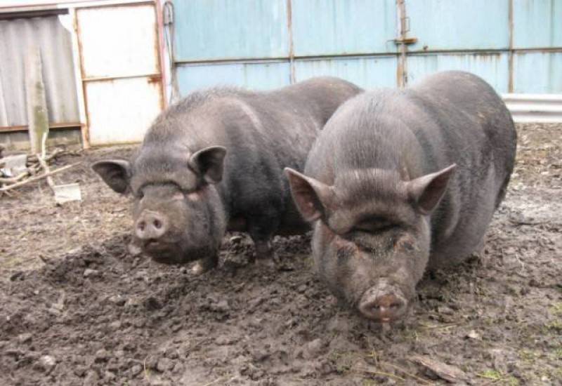 Вьетнамские свиньи: кормление, содержание и уход