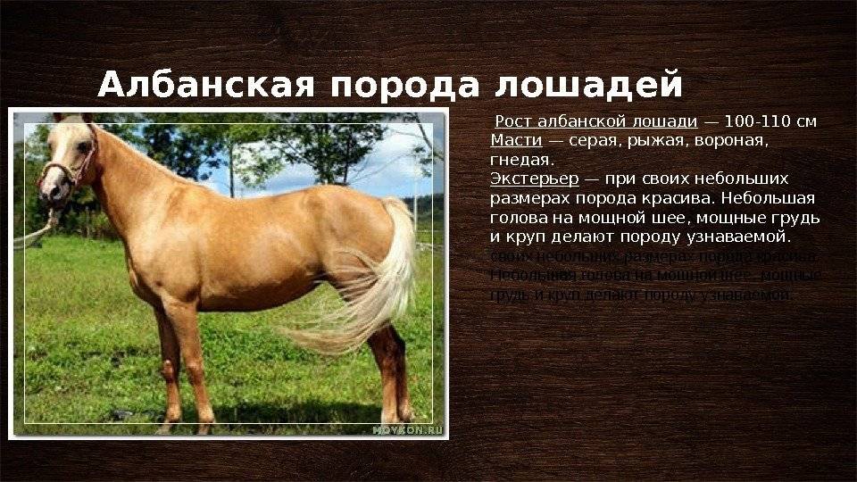 Ценные и красивые породы лошадей. характеристики лучших разновидностей