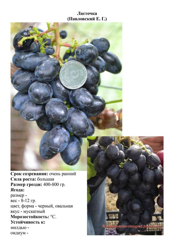 Описание сорта винограда ромбик: фото и отзывы