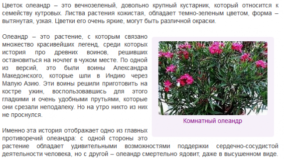 Тропические цветок олеандр: уход в домашних условиях, пересадка и размножение - sadovnikam.ru