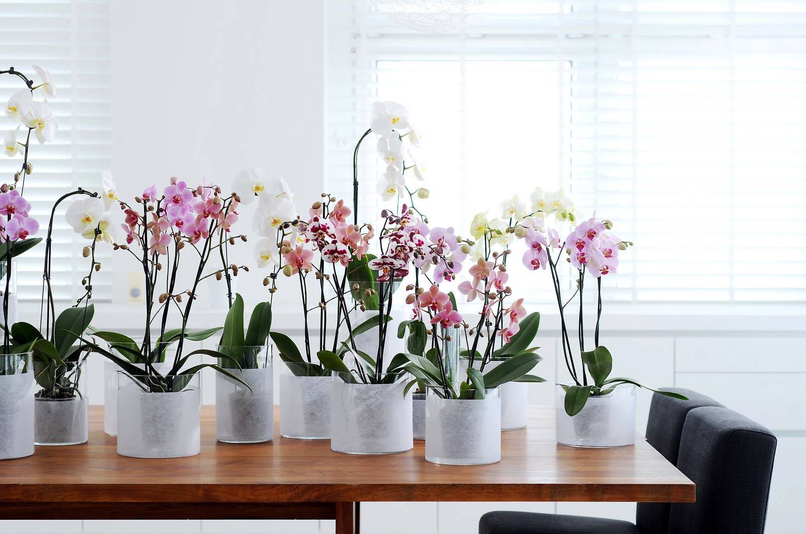 Орхидеи не цветут: что делать, как помочь растению и почему это происходит в домашних условиях?