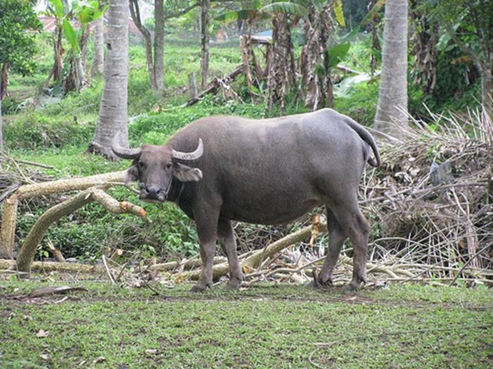 Крупные и мощные: азиатский и африканский буйволы