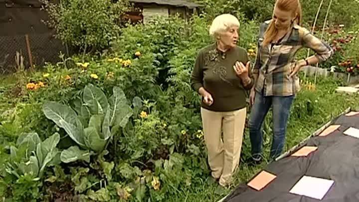 Метод галины кизимой — огород без хлопот