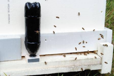Поилка для пчел: виды поилок, где установить, своими руками, фото