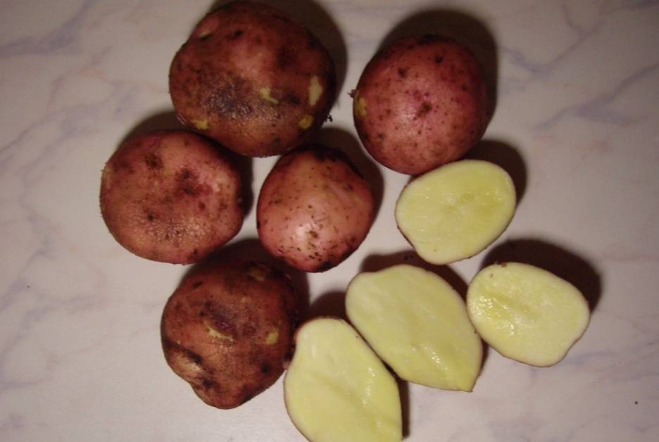 ᐉ картофель журавинка: описание сорта, характеристика, фото - orensad198.ru