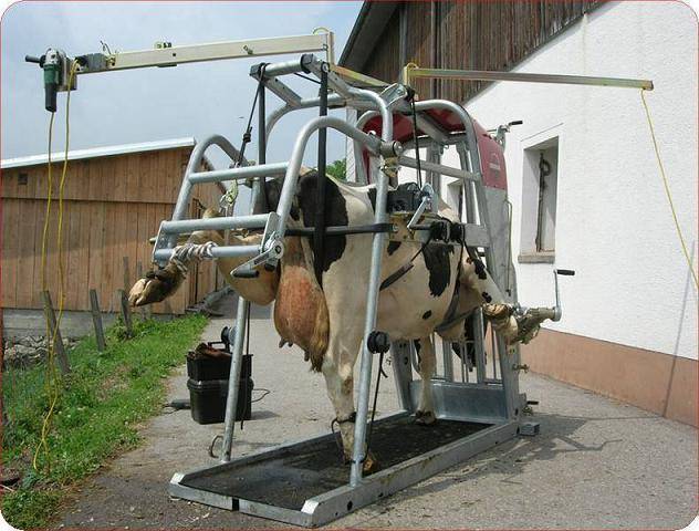 Как собрать доильный аппарат для коров своими руками?