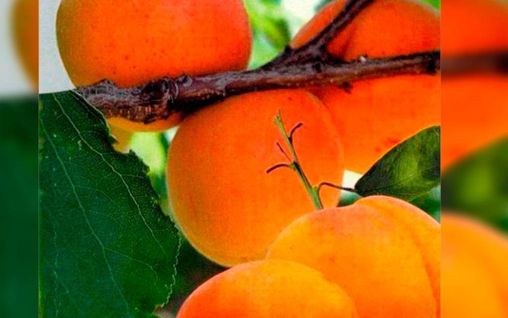 Описание сорта абрикос манитоба