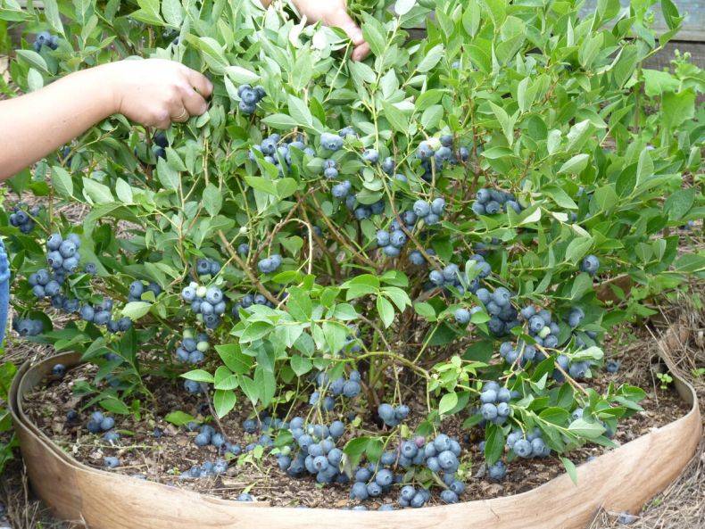 Голубика садовая в сибири на даче: выращивание в открытом грунте, посадка и уход, фото