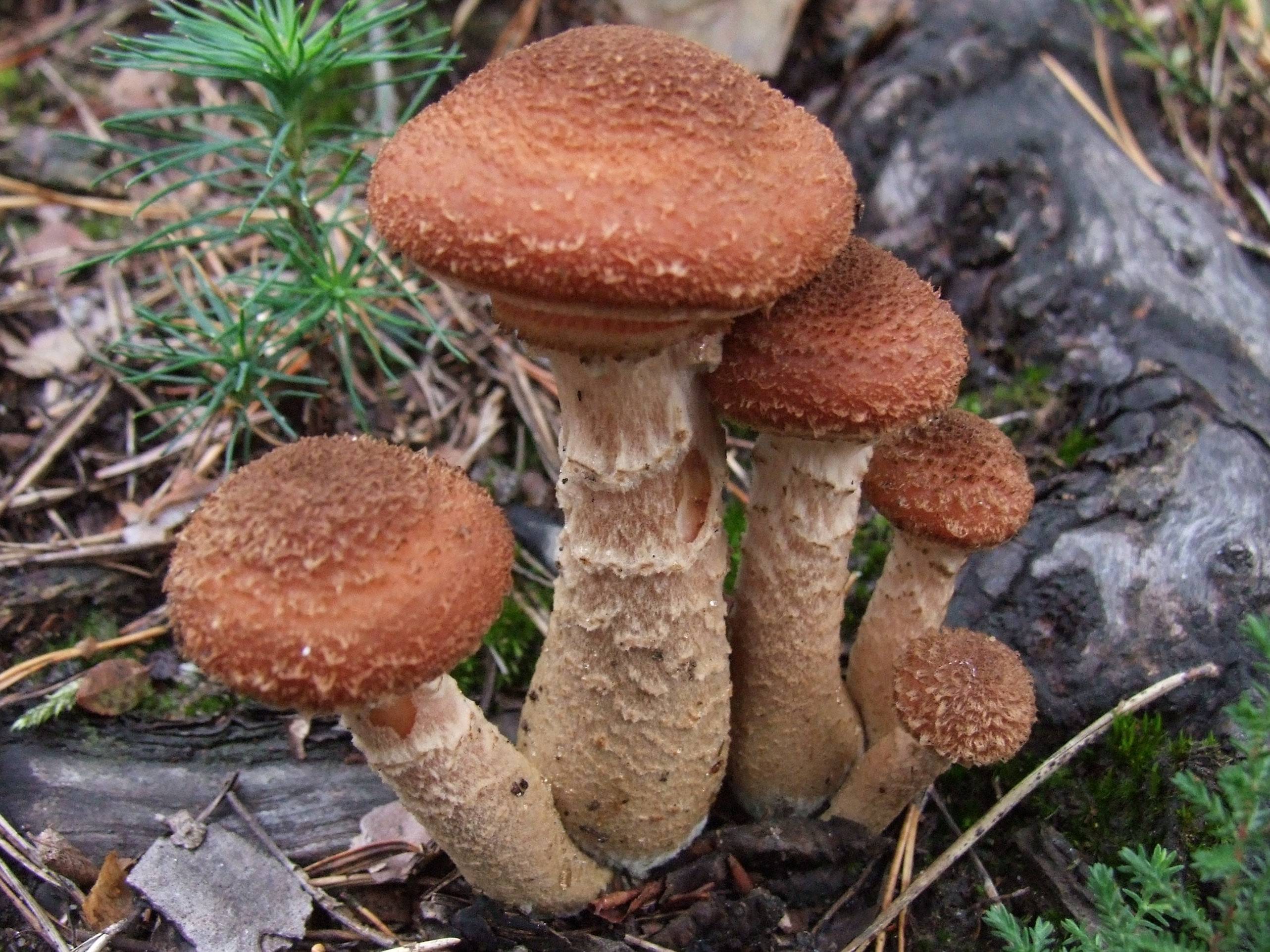 Опенок темный Armillaria ostoyae