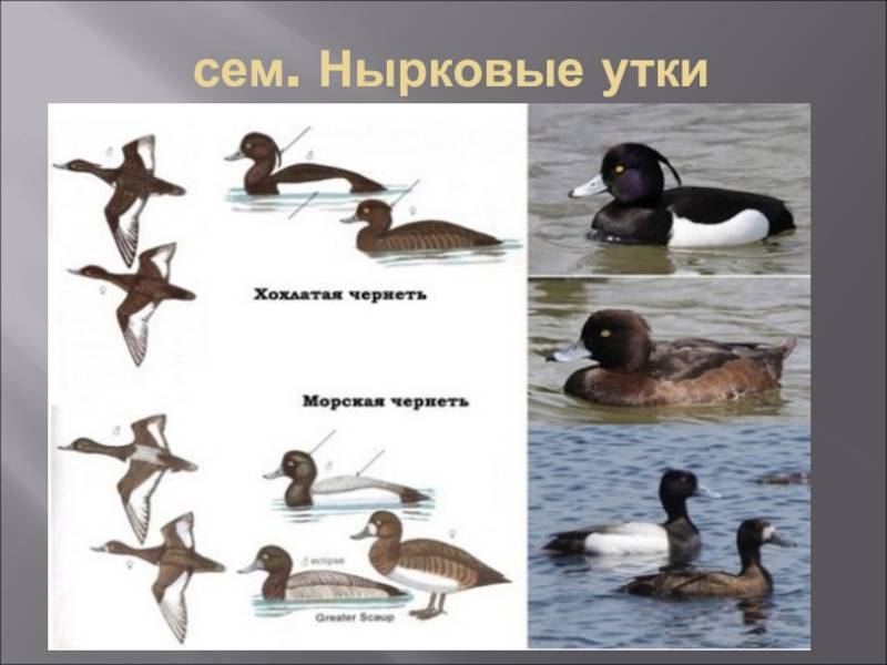 Морская чернеть утка фото и описание