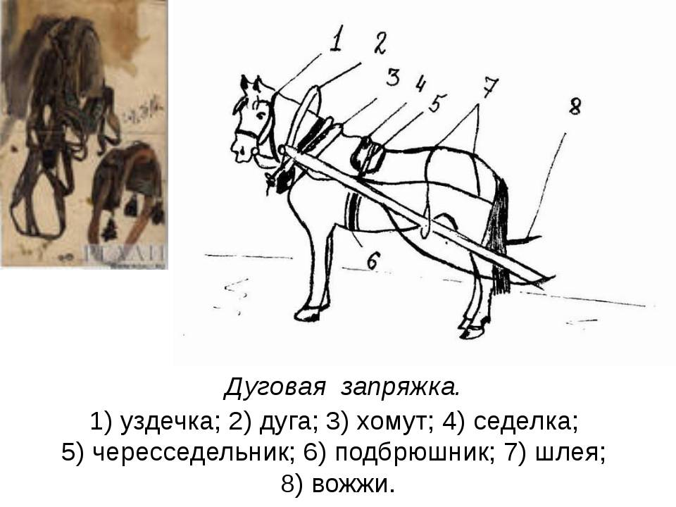 Сбруя для лошадей схема